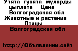 Утята, гусята, муларды, цыплята. › Цена ­ 70 - Волгоградская обл. Животные и растения » Птицы   . Волгоградская обл.